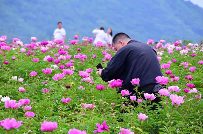 芍药花海