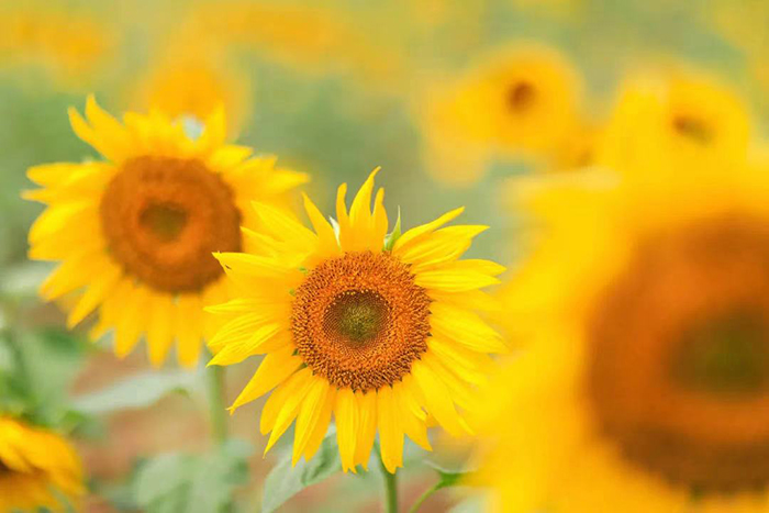 向日葵花海