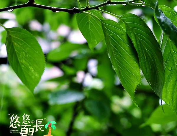 炎炎夏日，觅一处自然，尽情演奏