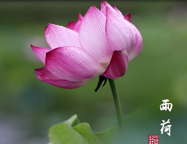 半汤雨荷