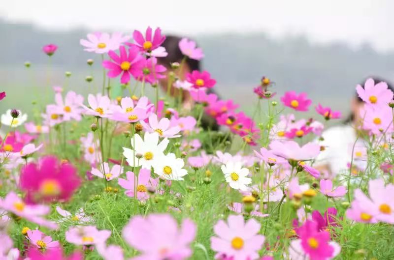 格桑花